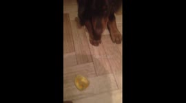 12 week doberman puppy afraid of an orange