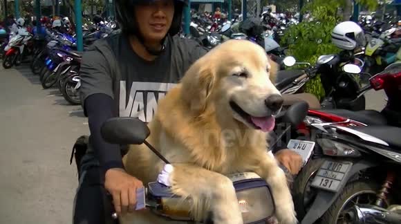 Dog rides on Moped in Thailand