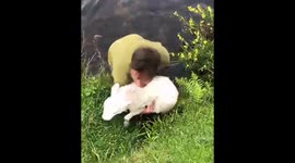 Saving a pair of sheep from the stream after dog chased them into water