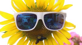 Bee Happy, a bumble bee visits a happy blooming sunflower who is wearing a pair of sun glasses, and dancing.