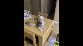 Like human so comfortable