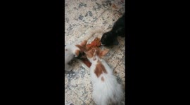 Triplets Cats Lunch Contest