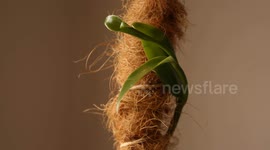 Vanilla Orchid Time-lapse