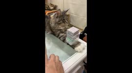 My cat have new skill