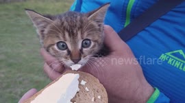 little cat found hungry and thirsty, we fed her cheese and bread.