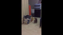 When Mainecoon cat angry with beautiful tail