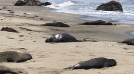 Ginormous elephant seals bounce along the beach
