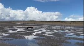 Greyhound adopted during lockdown furiously runs free for first time off leash on UK beach