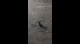 Crazy Bird Hops Around With One Foot