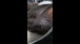 The sleeping cat is so cute