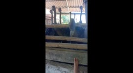 The ostrich tries to attack the woman's toe