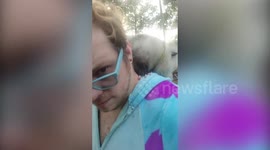 Meet Opie a house-trained opossum who loves playing with cats