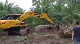 Wild elephant caught after rampaging through palm plantation in Thailand