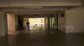 Stray dog learns how to open office door so it has somewhere to sleep at night