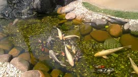 Peixe do Brasil ficou perto do posto de gasolina ipiranga sp