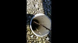 'Hey little guy': US man rescues mouse found stranded in water-filled pipe