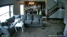 Rescued 2 Year Old Dog Excited To Reach His New But Forever Home