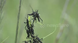 Swarm of poisonous grasshoppers scramble on twig to get top spot