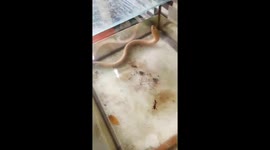 Rare albino eel discovered in Vietnam