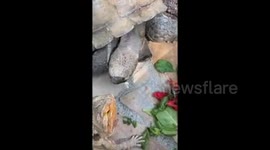 Tortoise Proposes to Bearded Dragon at 115