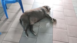 Lazy fat dog lies on busy Malaysian restaurant floor refusing to move for waitresses