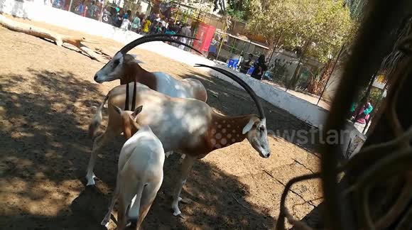 Life Oryx Family In Zoo