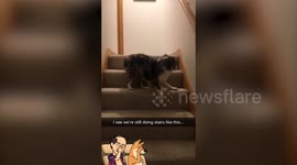 Australian Shepherd has bizarre quirk and will only walk up the stairs BACKWARDS