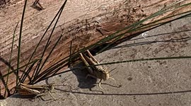 Close Up On Crickets Chirping Away In The Garden