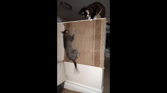 My Cat Katie is on Catnip