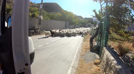 Massive cattle herding in a Dagestani village