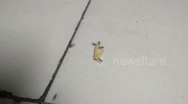 Watch these ants team up to transport snack many times their size