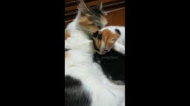 Sofi Kitten Mummy Night Bathing