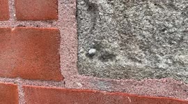 Man pulls fossil from rock