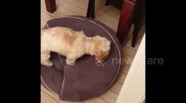 Norway: Animal Fail – Dog Tries To Hide Treat In Vain