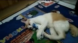 cat angry because given a fish purse mistaken for real fish