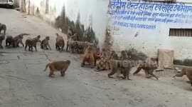 Simian clans clash in central India