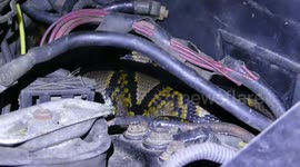 Terrified Buddhist monk finds 10ft long hiding in his car