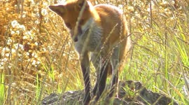 Wildlife enthusiast captures brilliant video of a fox jumping into long grass for its next meal