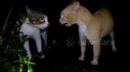 Two neighbour cats seen engaged in screaming match in middle of the night