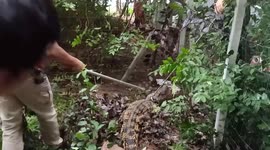 Crocodile caught trying to eat family's chickens after being washed out of river in Thailand