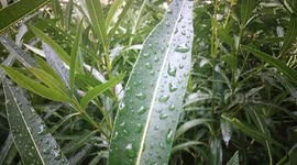 Fuertes lluvias en Madrid y se activa la Alerta amarilla