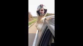 Golden Retriever in goggles loves high speed drives, wind hitting face