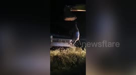 Digger used to rescue buffalo trapped in abandoned well in eastern China