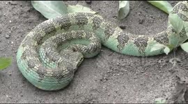 A very rare snake Malabar rock pit viper was rescued from the roadside and was left in deep jungle in Southern India