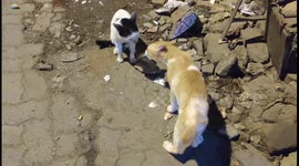 Two cats were seen involved in a fierce screaming fight on the side of a road in Western India