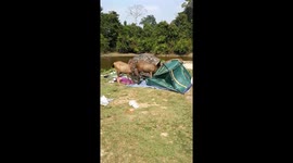 Destructive Deer at a campsite in Thailand. Khao Yai National Park.