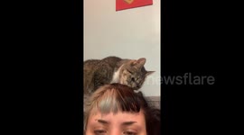 Petunia loves the taste of hair