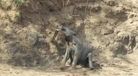 Oh that's the spot! Young elephant caught in a delightful scratch in South Afria