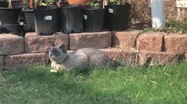 Who is hunting whom?