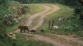 Leopard and three tiny cubs spotted crossing road in India's Madhya Pradesh